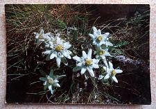 Buy Leontopodium Alpinum. Vintage Postcard from Albania