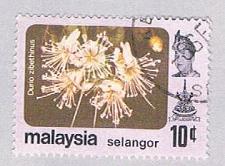 Buy Malaysia Selangor 138 Used Durio zibethinus (BP24610)
