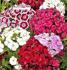 Buy Sweet William Dianthus Seeds - Flower Seeds - BOGO