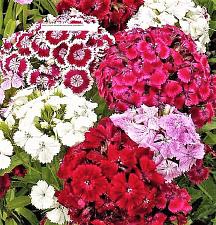 Buy Sweet William Dianthus Seeds - Flower Seeds - BOGO