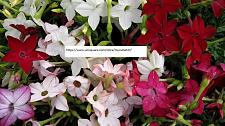 Buy Tobacco Jasmine Seeds - Flower Seeds - BOGO