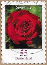 Buy Flowers - Gartenrose 15748