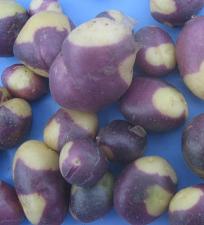 Buy Planting Sale MURU TRUE POTATO Seed (tps). blight resistance Heirloom