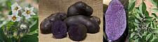 Buy New seed sale Magic Molly TRUE POTATO SEED (Tps). Purple potato anthocyanins colored