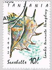 Buy Tanzania Seashell 10 (AP108321)