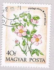 Buy Hungary Flower 40 (AP102903)