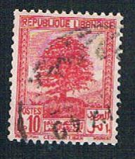 Buy Lebanon 137 Used Cedar of Lebanon (BP242)