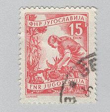 Buy Yugoslavia 384 Gathering Sunflowers Used 1 (BP95201)