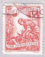 Buy Yugoslavia 384 Used Gathering sun flowers 1953 (BP28228)
