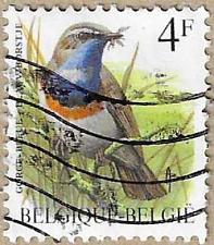 Buy White-spotted Bluethroat - 16328