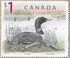 Buy Common Loon - 16425
