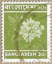 Buy Hibiscus Rosenensis - 16671