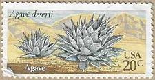 Buy Agave - 16789