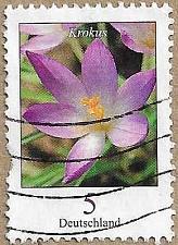 Buy Woodland Crocus - 16928