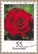 Buy Flowers - Gartenrose - 16949