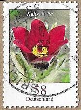 Buy Pasque Flower - 17148