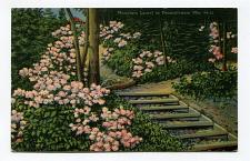 Buy Mountain Laurel in Pennsylvania Mts.