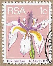 Buy Large White Iris - 17213