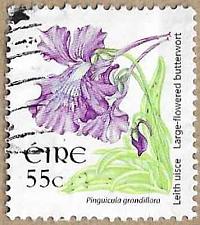 Buy Large-flowered Butterwort - 17232