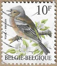 Buy Common Chaffinch - 17239