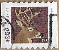 Buy White-tailed Deer - 17297