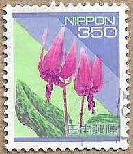 Buy Adder's Tongue Lily - 17301