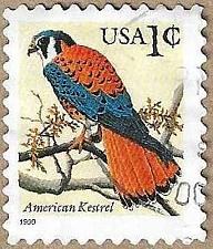 Buy American Kestrel - 17388