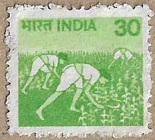 Buy Harvesting Maize - 17396