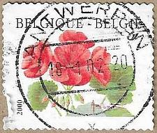 Buy Pelargonium "Matador - 17418