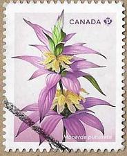 Buy Spotted Beebalm - 17449