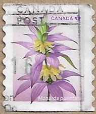 Buy Spotted Beebalm - 17450
