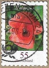Buy Red Poppy - 17479
