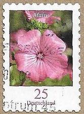 Buy Mallow - 17480