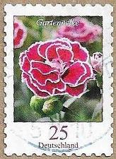Buy Dianthus - Carnation - 17481