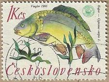 Buy Common Carp - 17506