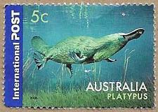 Buy Duck-billed Platypus - 17547