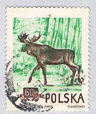 Buy Poland Elk green 60gr (AP135311)