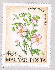Buy Hungary Flower 40 (AP102905)