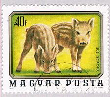 Buy Hungary Piglets 40 (AP112009)