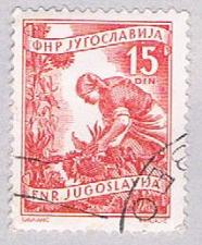 Buy Yugoslavia 384 Used Gathering sun flowers 1953 (BP28227)