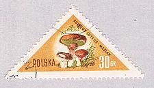 Buy Poland Mushrooms 30 (AP115704)