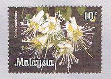 Buy Malaysia 194 Used Durio zibethinus (BP24316)