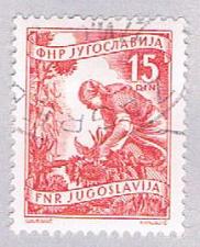 Buy Yugoslavia 384 Used Gathering sun flowers 1953 (BP28225)