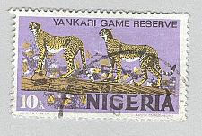 Buy Nigeria Cheetah Used (BP93207)
