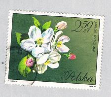 Buy Poland Flower green 250za (AP134808)