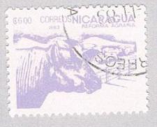 Buy Nicaragua Cattle 600 (AP107433)