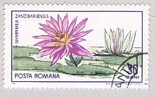 Buy Romania Flower 30 (AP114402)