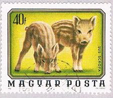 Buy Hungary Piglets 40 (AP112008)