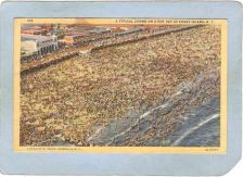 Buy New York Coney Island Amusement Park Postcard A Typical Crowd On A Hot Day~334