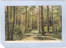 Buy New York Lake Champlain A Walk Through The Woods At Hotel Champlain ny_box~1150